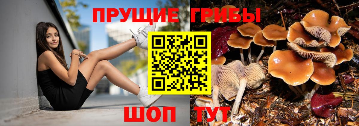 Ивантеевка  Галлюциногенные грибы прущие грибы  Вход с VPN  Галлюциногенные грибы GOLDEN TEACHER 
